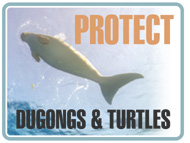 dugongs-and-turtles