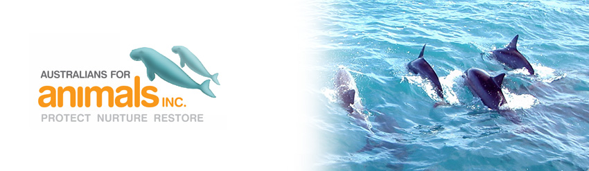 dolphins