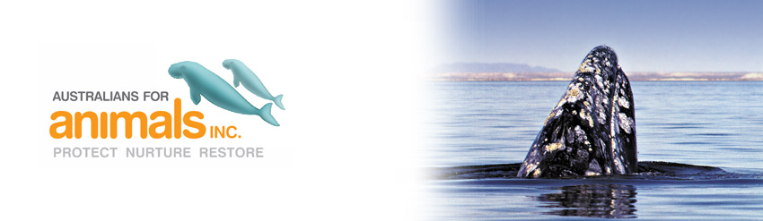 gray whale breaching