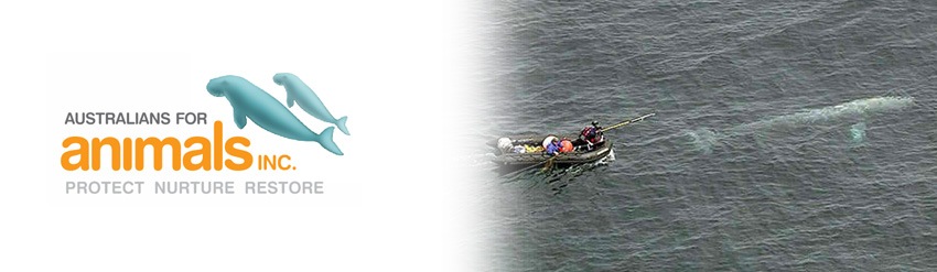 spear-fishing-for-a-whale