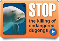 stop the slaughter of dugongs and turtles