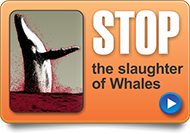 stop the slaughter of whales