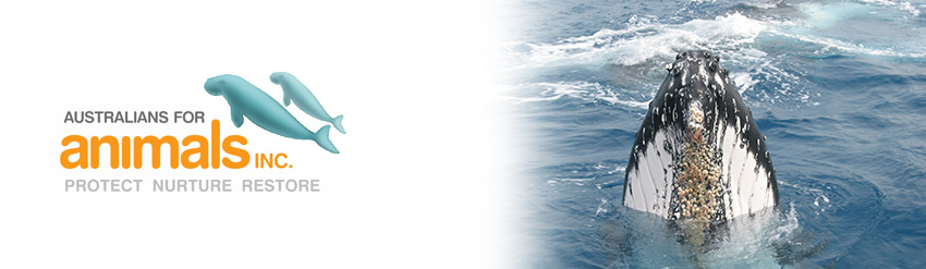 whale-breaching