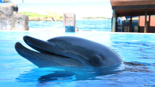 dolphin captivity