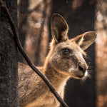 Australians for Animals (Koala Crisis) June 2020 Newsletter