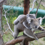 Australians for Animals (Koala Crisis) November 2020 Newsletter