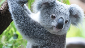 Australians for Animals (Koala Crisis) December 2021 Newsletter