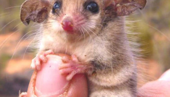 Australians for Animals (Koala Crisis) December 2022 Newsletter