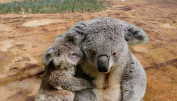 Australians for Animals (Koala Crisis) March 2023 Newsletter