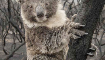 Australians for Animals (Koala Crisis) March 2023 Newsletter