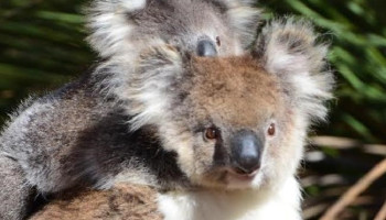 Australians for Animals (Koala Crisis) July 2023 Newsletter