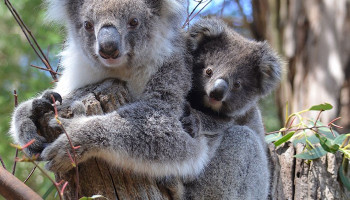 Australians for Animals (Koala Crisis) February March 2024 Newsletter