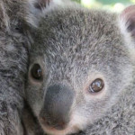 Australians for Animals (Koala Crisis) April May 2024 Newsletter