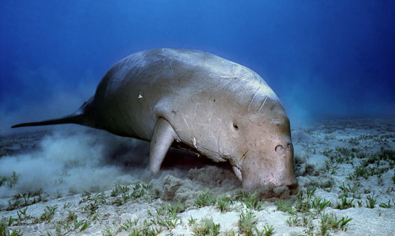 Image of Dugong feeding on seagrass