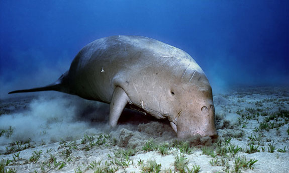 dugong-image Image of Dugong feeding on seagrass