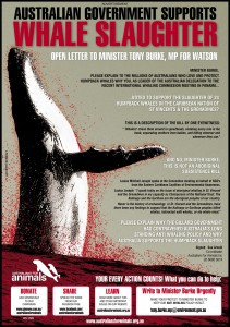 whale-slaughterb