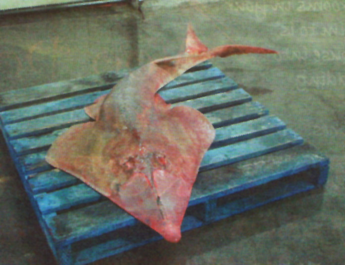 Colour Photo of a diseased shovel-nose shark caught in Gladstone Harbour last year. Photo AAP.