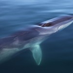 fin whale