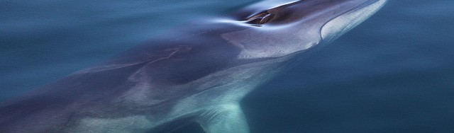 fin whale