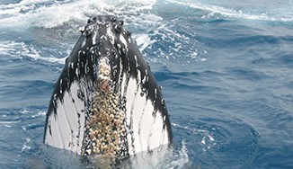 humpback whale