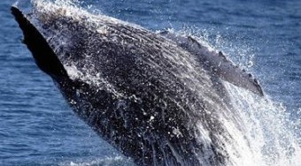 whale breaching