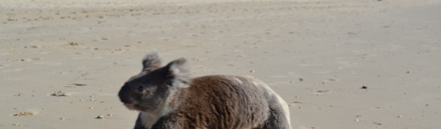 playful koala on beach