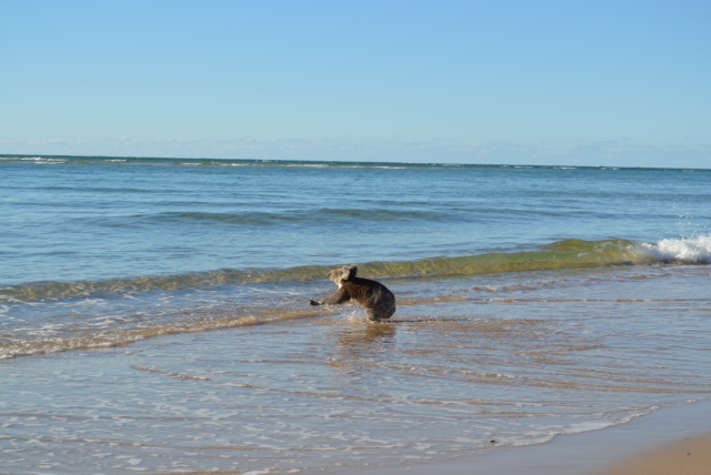 playful koala swimming