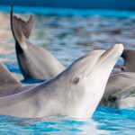 dolphin captivity