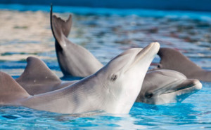 dolphin captivity