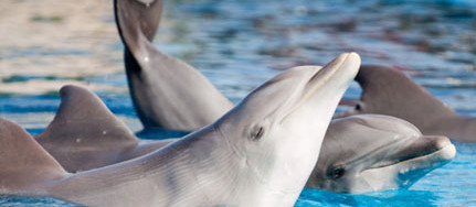 dolphin captivity