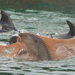 dolphin slave trade