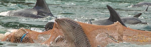dolphin slave trade