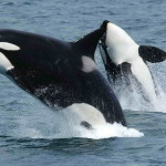 Killer whales are kept in captivity by places like seaworld