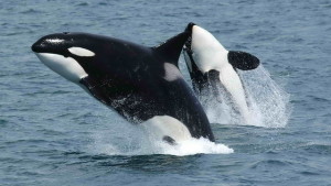 Killer whales are kept in captivity by places like seaworld