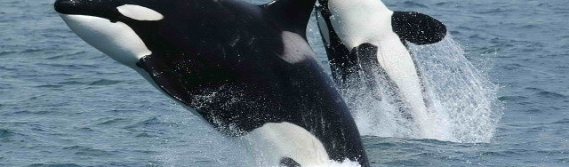 Killer whales are kept in captivity by places like seaworld