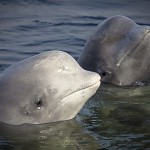beluga whales