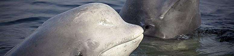 beluga whales