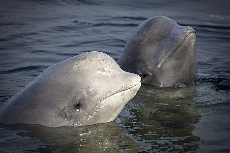 beluga whales