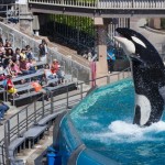 seaworld blackfish