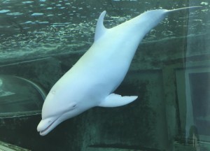 whale aquarium