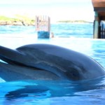 dolphin captivity