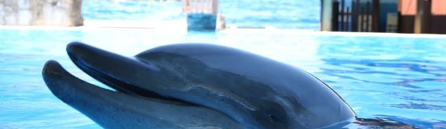 dolphin captivity