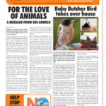 newsletter cover page