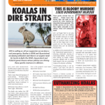 afa november 2016 newsletter cover