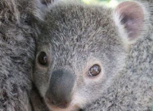koala