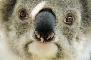 koala crisis