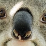 koala extinction crisis