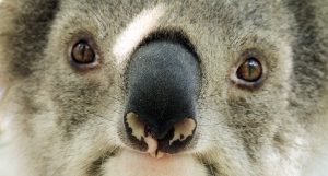 koala extinction crisis