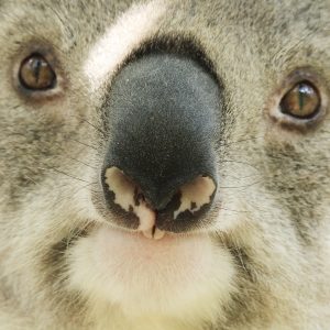 koala crisis