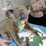 koala with chlamidia